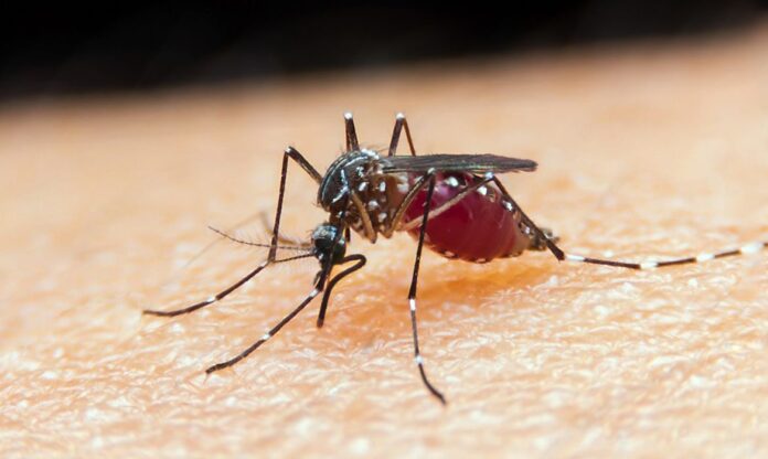 Agevisa orienta sobre repelentes que devem ser usados contra o mosquito da dengue; confira
