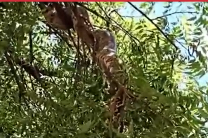 Cobra da espécie jiboia é resgatada após ser encontrada em árvore no município de São Bento