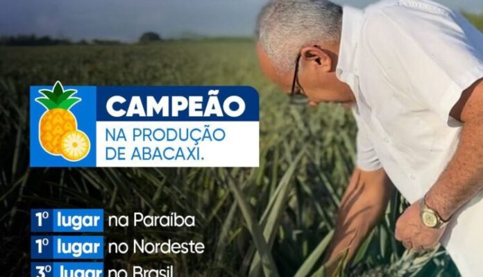 Cidade da Paraíba é campeã na produção de abacaxi no Nordeste e a 3ª no Brasil