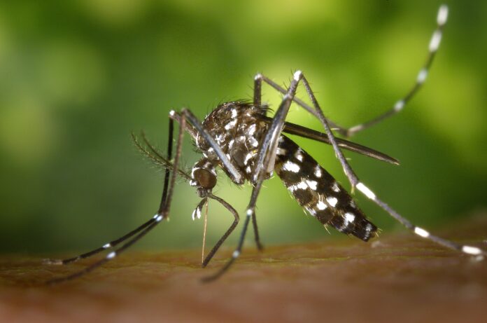 VÍDEO: infectologista alerta para quantidade de infecções transmitidas pelos mosquitos