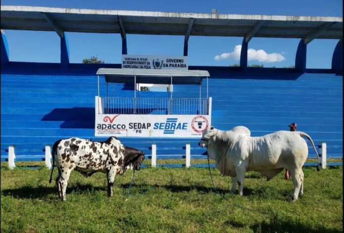 MaisPB • Exposição Paraibana de Animais e Produtos Industriais começa em CG