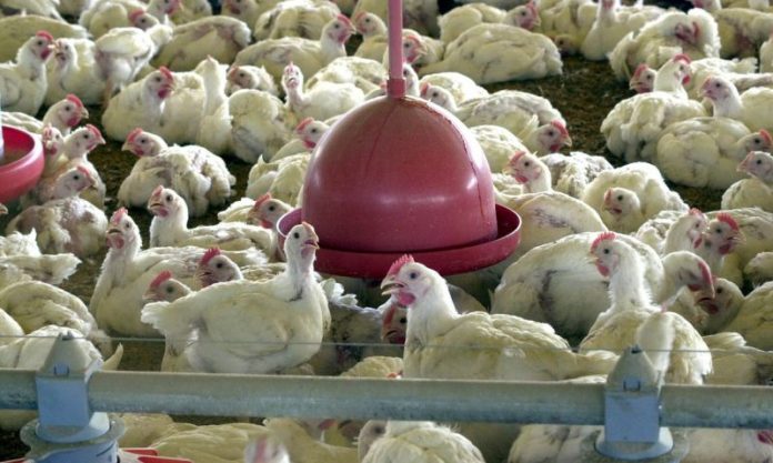 Gripe aviária: Governo suspende eventos com aves para prevenir doença no Brasil