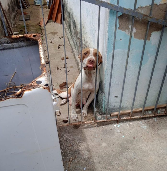 Operação resgata animais em situação de maus-tratos em Campina Grande