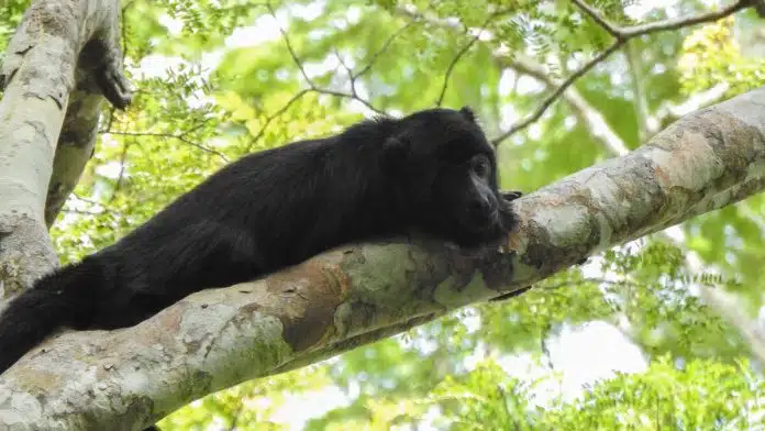 Animais ameaçados reaparecem em área de Mata Atlântica restaurada na Paraíba