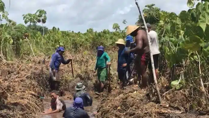 Indígenas potiguara de Baía da Traição se unem para salvar rio de assoreamento
