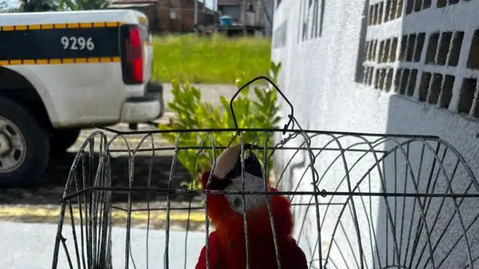 Arara roubada da Bica é encontrada em João Pessoa