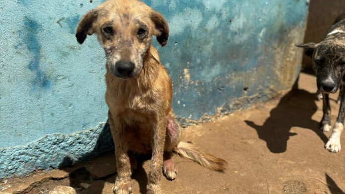 Mais de 20 cães são encontrados em situação de maus-tratos em canil municipal do Sertão da PB