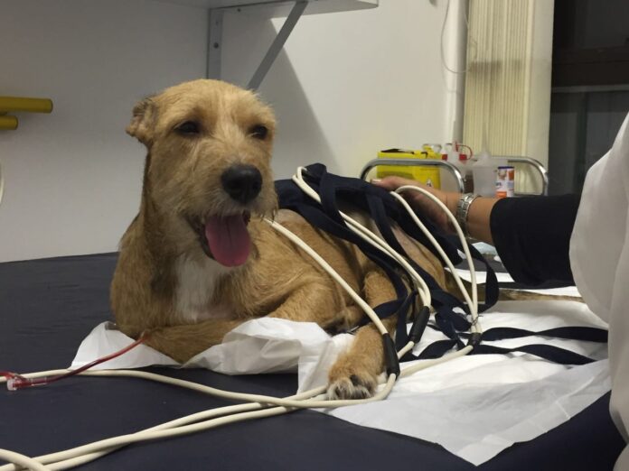 Lei cria programa de incentivo à adoção de animais resgatados na Paraíba