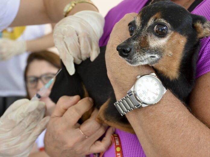 PB tem Dia D de imunização; veja serviços
