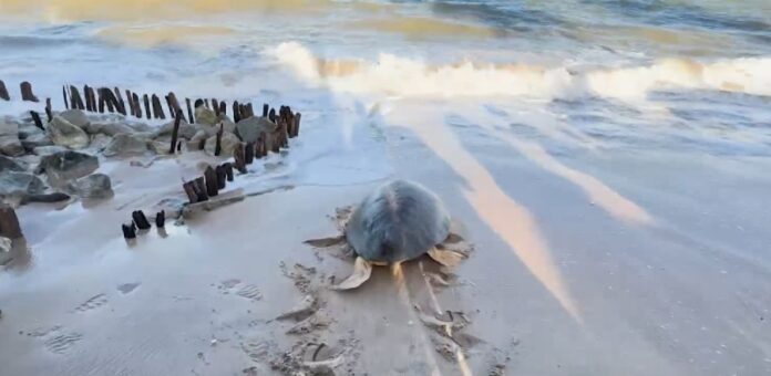 Tartaruga marinha que ingeriu plástico é devolvida ao mar após tratamento