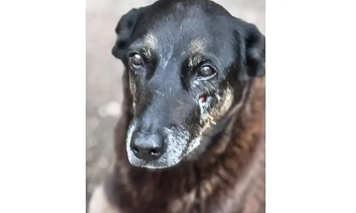 Caso Orelha: o que se sabe sobre até agora sobre a morte do cão em SC