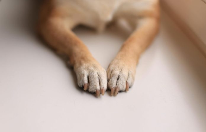 Mais de 60 cães morrem com suspeita de envenenamento no Sertão da Paraíba